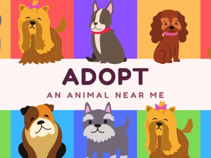 Release - Adopt an Animal Near Me 