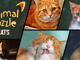 Animal Puzzle Cats