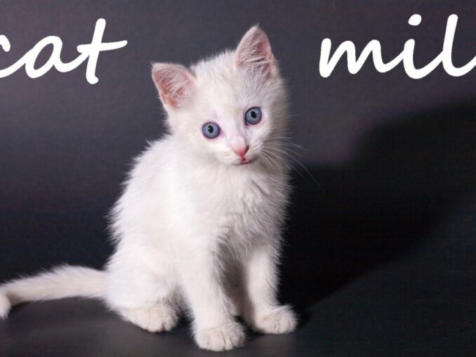 Release - .cat Milk 